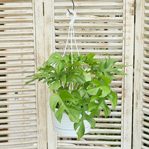 ヒメモンステラ吊り下げ式観葉植物一点物 ヒメモンステラ吊り下げ式観葉植物一点物 - メルカリ