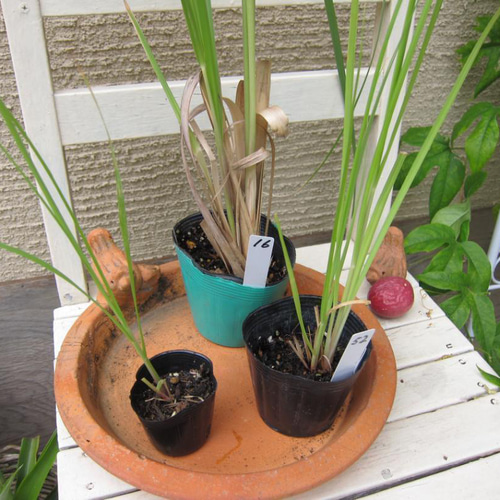 パンパスグラス ピンク 3年苗 ポット発送 インテリア ドライフワラー