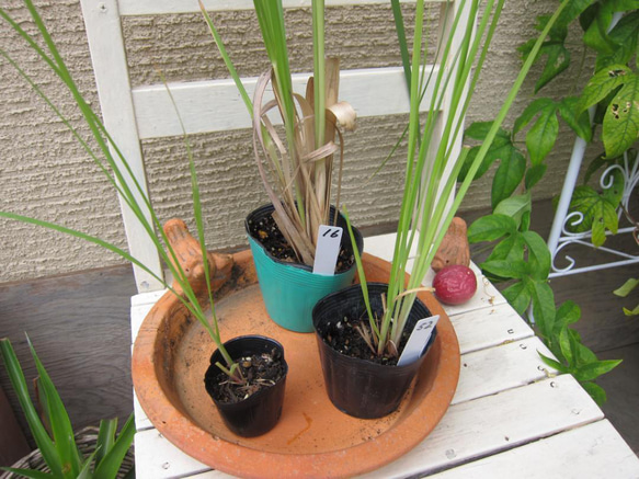 パンパスグラス　ピンク　3年苗　ポット発送　インテリア　ドライフワラー 8枚目の画像