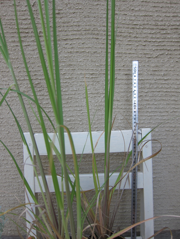 パンパスグラス　ピンク　3年苗　ポット発送　インテリア　ドライフワラー 7枚目の画像