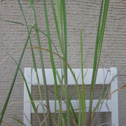 パンパスグラス　ピンク　3年苗　ポット発送　インテリア　ドライフワラー 4枚目の画像