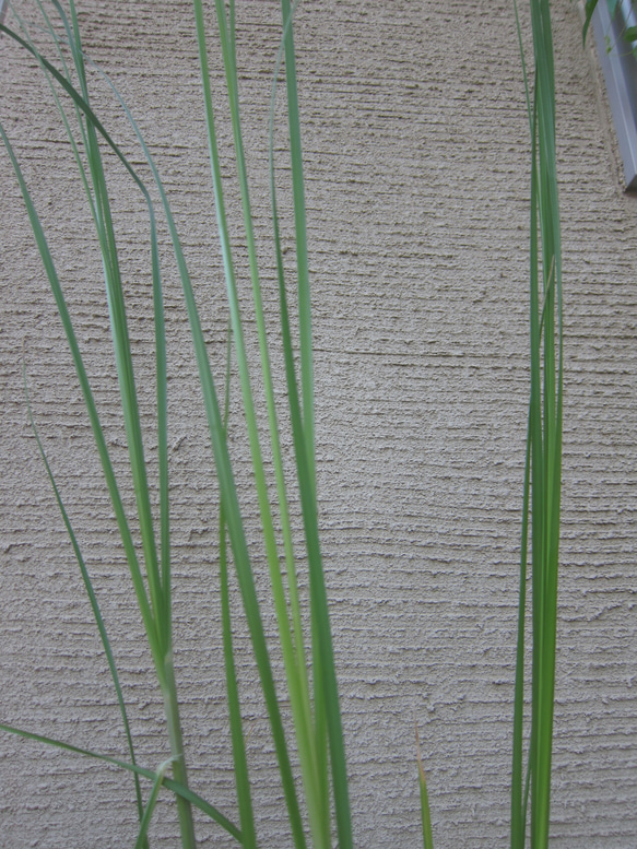パンパスグラス　ピンク　3年苗　ポット発送　インテリア　ドライフワラー 6枚目の画像
