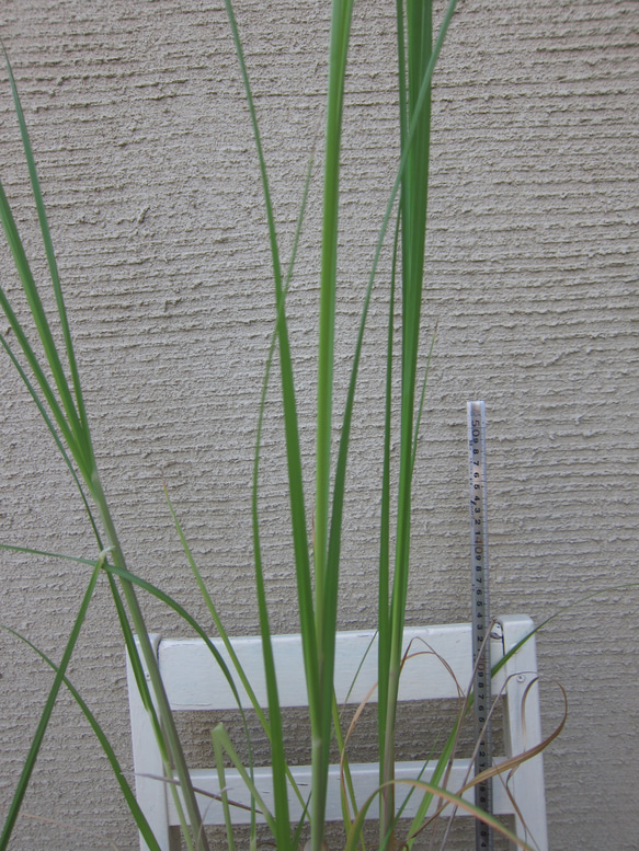 パンパスグラス　ピンク　3年苗　ポット発送　インテリア　ドライフワラー 5枚目の画像