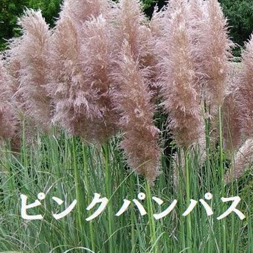 パンパスグラス（ピンク） 1株 15cmポット品 | 宿根草専門店 H