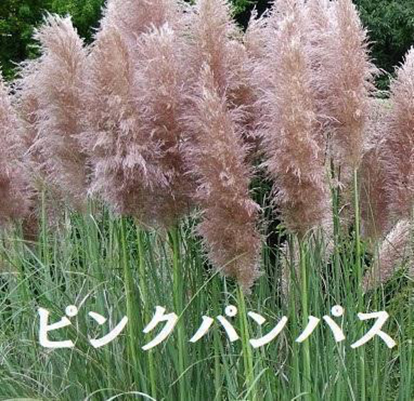 パンパスグラス　ピンク　3年苗　ポット発送　インテリア　ドライフワラー 1枚目の画像