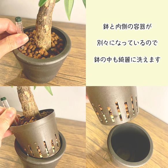 【育てやすい】観葉植物 シェフレラ (ホンコンカポック)  ハイドロカルチャー 5枚目の画像