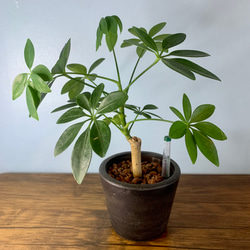 【育てやすい】観葉植物 シェフレラ (ホンコンカポック)  ハイドロカルチャー 1枚目の画像