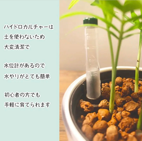 【育てやすい】観葉植物 シェフレラ (ホンコンカポック)  ハイドロカルチャー 3枚目の画像