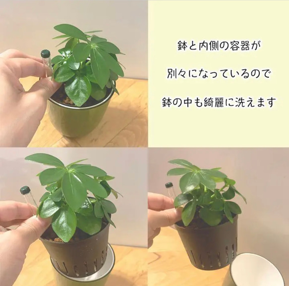 【育てやすい】観葉植物 ヒメモンステラ ハイドロカルチャー 5枚目の画像