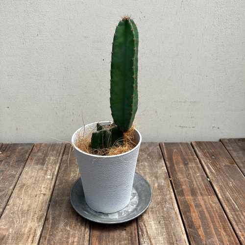 観葉植物 柱 サボテン 1本立ち 3.5号 H40cm~ 神代柱 ジンダイ 観葉植物 柱 サボテン 1本立ち 3.5号 H40cm~ 神代柱 ジンダイ