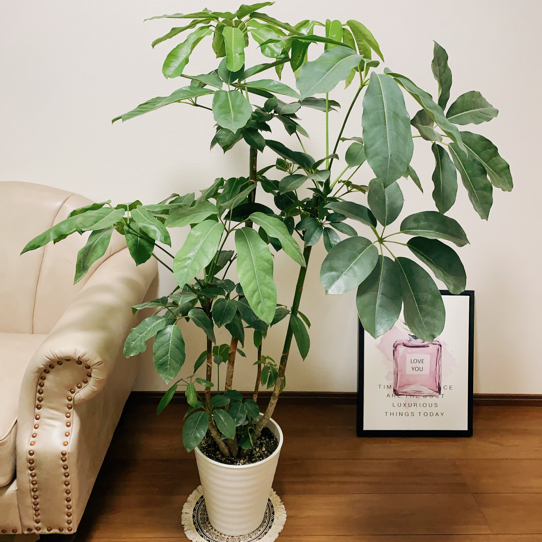 ［現品］12番　ブラッサイア　8号　観葉植物　室内　大型　鉢受け皿付き　おしゃれ 現品］A ブラッサイア 8号 観葉植物 室内 大型 鉢受け皿付き
