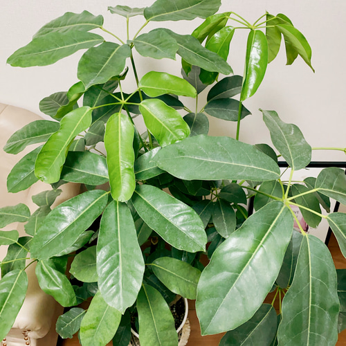 ［現品］12番　ブラッサイア　8号　観葉植物　室内　大型　鉢受け皿付き　おしゃれ 現品］F ブラッサイア 8号 観葉植物 室内 大型 大きめの葉 鉢