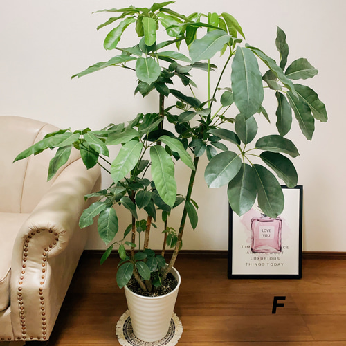 ［現品］12番　ブラッサイア　8号　観葉植物　室内　大型　鉢受け皿付き　おしゃれ 現品］F ブラッサイア 8号 観葉植物 室内 大型 大きめの葉 鉢