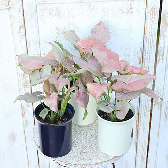 観葉植物 シンゴニウム ピンクスポット 4号 インテリア グリーン おしゃれ 室内 玄関先 ベランダ リビング 7枚目の画像