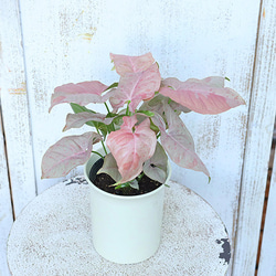 観葉植物 シンゴニウム ピンクスポット 4号 インテリア グリーン おしゃれ 室内 玄関先 ベランダ リビング 3枚目の画像