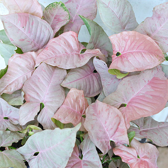 ピンクの葉っぱがかわいい観葉植物とは?｜🍀GreenSnap（グリーン