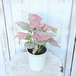 観葉植物 シンゴニウム ピンクスポット 4号 インテリア グリーン おしゃれ 室内 玄関先 ベランダ リビング 2枚目の画像