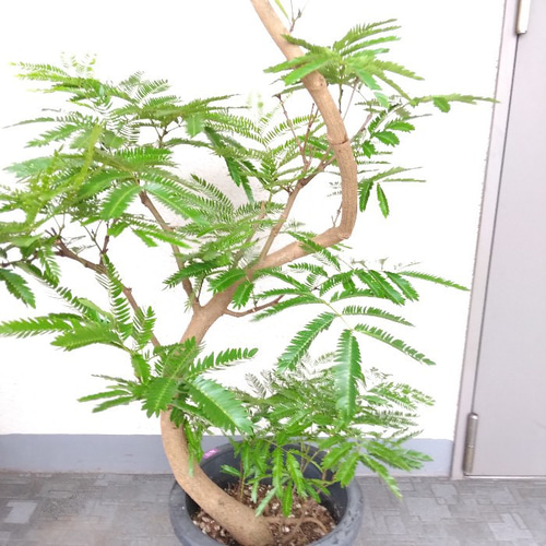 現品】エバーフレッシュ曲がり 大型観葉植物 高さ160◎ 樹形綺麗