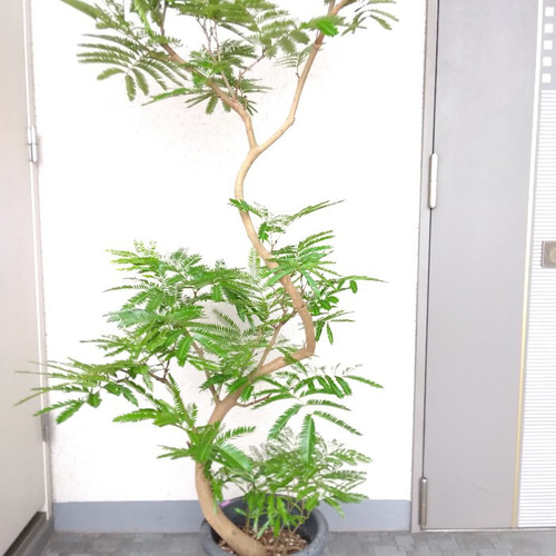 現品】エバーフレッシュ曲がり 大型観葉植物 高さ160◎ 樹形綺麗