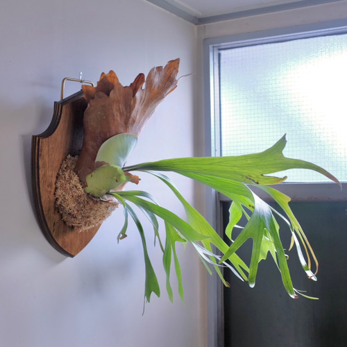インテリアになる壁掛けビカクシダ（Platycerium)50cm その他