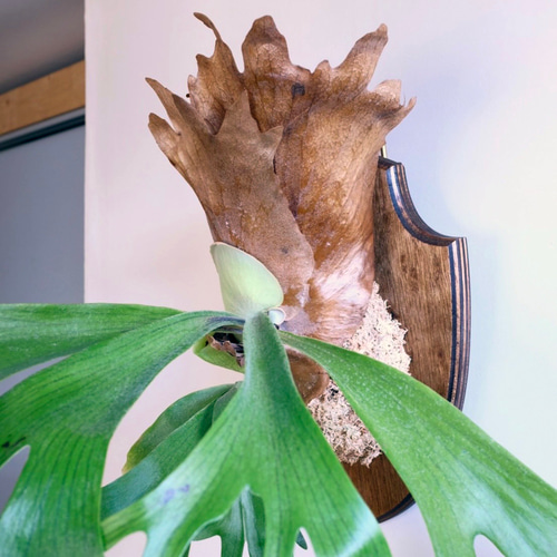 インテリアになる壁掛けビカクシダ（Platycerium)50cm その他