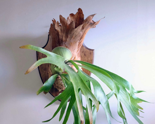 81cb430a1d34f01d70318bc8a0120a