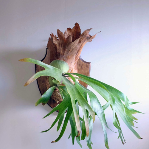 インテリアになる壁掛けビカクシダ（Platycerium)50cm その他