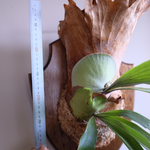 インテリアになる壁掛けビカクシダ（Platycerium)50cm その他
