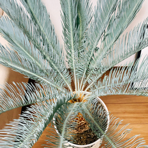 現品］【超希少】2番ソテツカイルンシアナブルー8号蘇轍レア珍しい