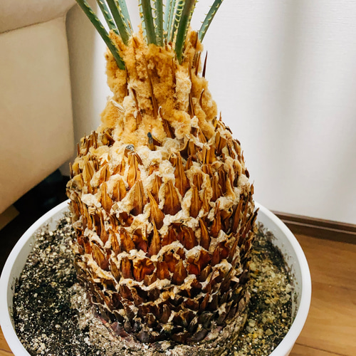 現品］※売約済※【超希少】ソテツ カイルンシアナブルー 10号 蘇轍 観葉