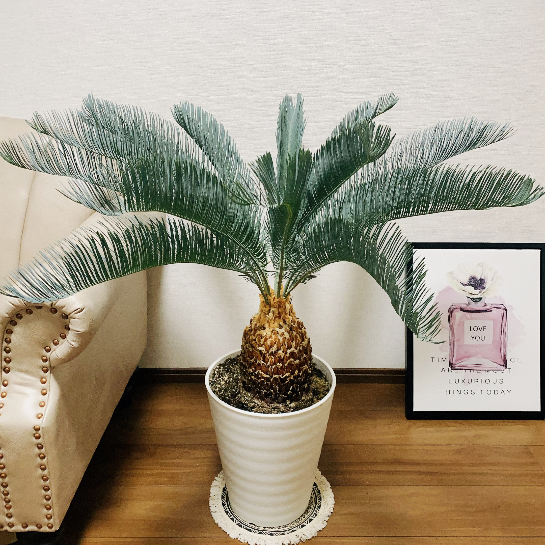 ［現品］【超希少】2番　ソテツ　カイルンシアナブルー　8号　蘇轍　レア　珍しい 現品］【超希少】2番 ソテツ カイルンシアナブルー 8号 蘇轍 レア