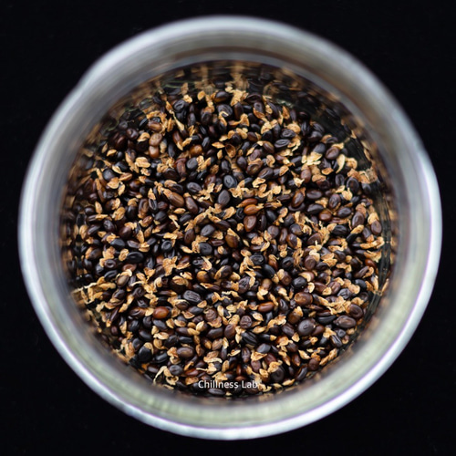 Acacia Confusa 種子 25粒+ Acacia Confusa 種子 25粒+ Acacia Confusa