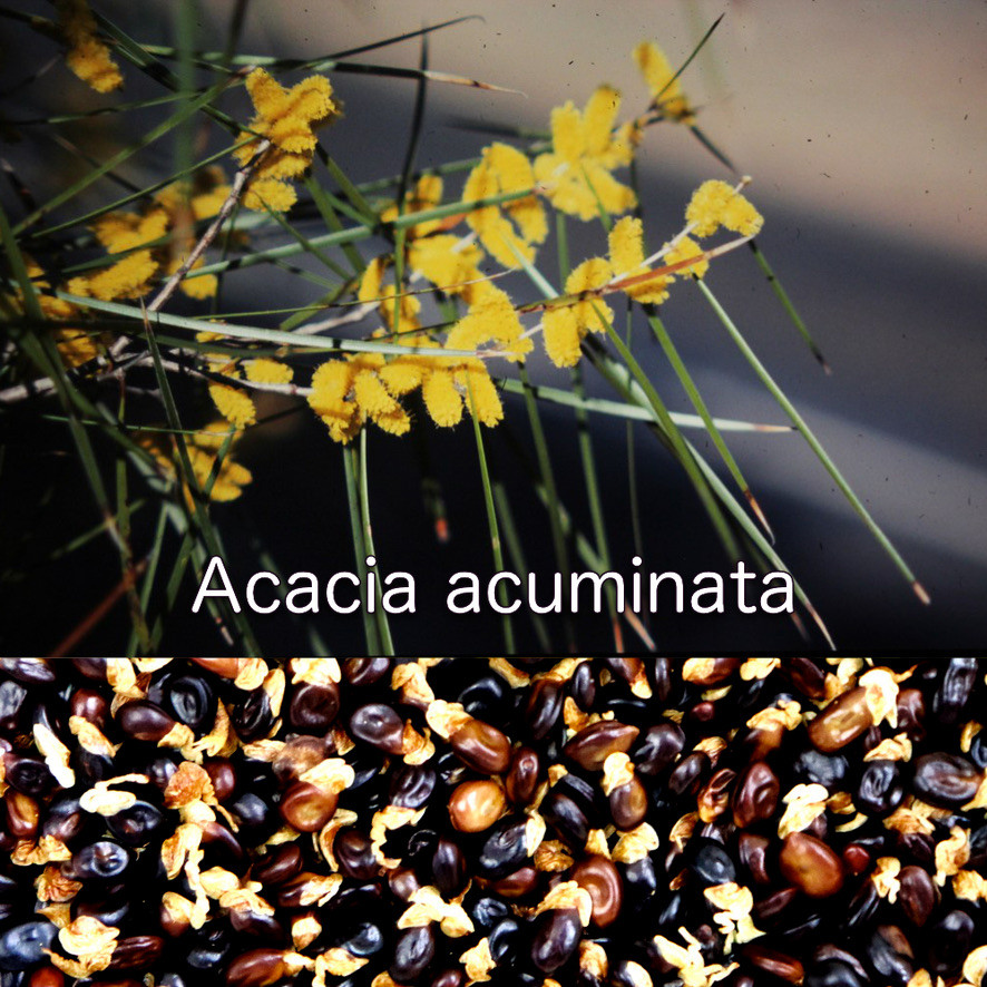Acacia Confusa 種子 100粒+
