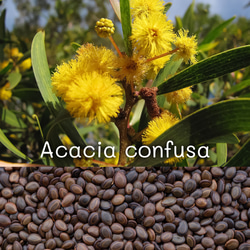 アカシア・コンフサ Acacia Confusa 苗 x1 鉢ごと 多肉植物 ちる アカシア・コンフサ Acacia Confusa 苗 x1 鉢ごと 多肉植物 ちる