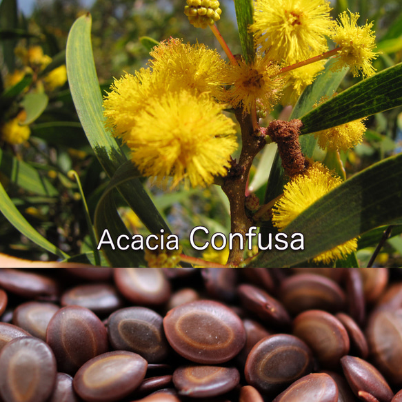 Acacia Confusa 種子 10粒〜 アカシア・コンフサ 1枚目の画像