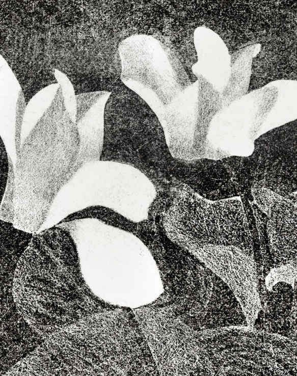 【NO.489】シクラメンの花モノクロアートポスター☆モノトーンモード白黒おしゃれ★ハガキ2L版A5A4A3A2A1B5 3枚目の画像