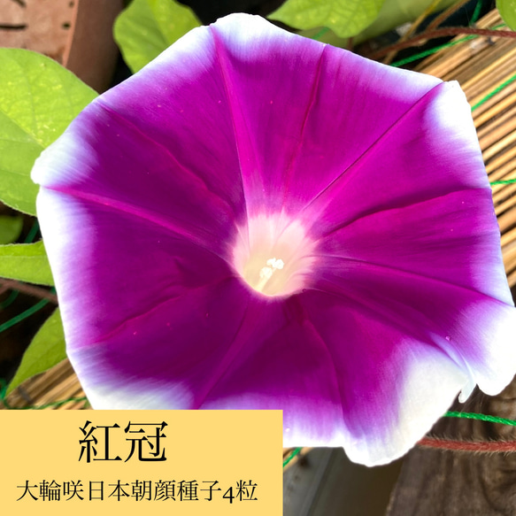 あさがおのたね8000粒 あさがおのたね8000粒 【公式通販】