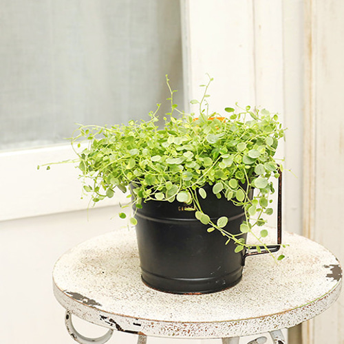 在庫1点のみ　ペペロミア　美依子　斑入り　抜き苗 在庫1点のみ ペペロミア 美依子 斑入り 抜き苗