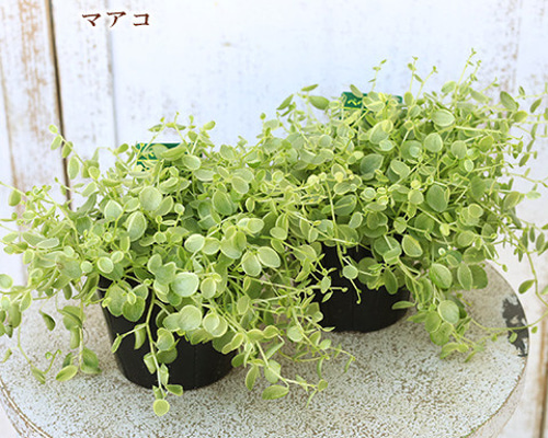 在庫1点のみ　ペペロミア　美依子　斑入り　抜き苗 在庫1点のみ ペペロミア 美依子 斑入り 抜き苗