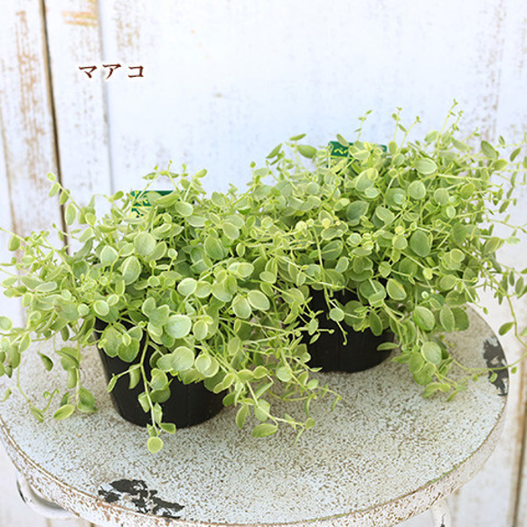 観葉植物 ペペロミア 真亜子 まあこ 3号 多年草 半日陰 室内 垂れ