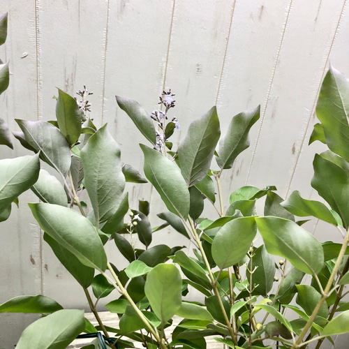 希少 セイヨウニンジンボク プルプレア その他インテリア雑貨 PLANTS