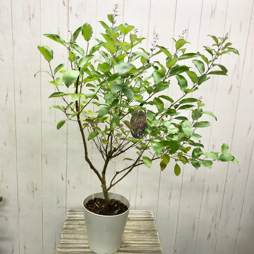 希少 セイヨウニンジンボク プルプレア その他インテリア雑貨 PLANTS