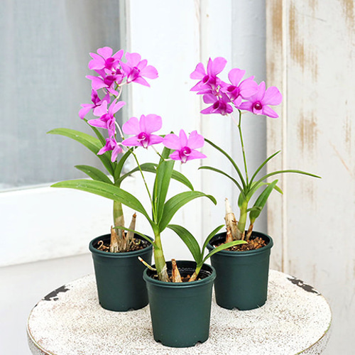 花苗 ミニ洋ラン デンファレ メリーファンタジー ピンク 2号 かわいい