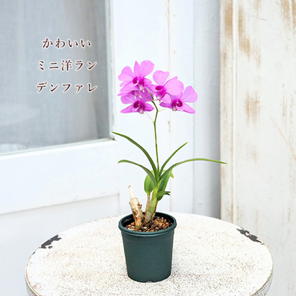 花苗 ミニ洋ラン デンファレ メリーファンタジー ピンク 2号 かわいい