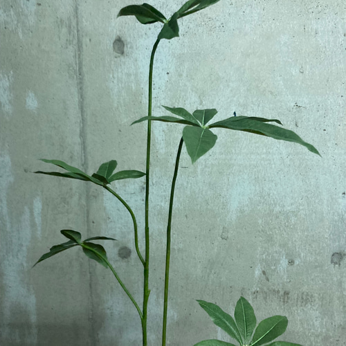 光触媒　人工観葉植物　ウォールグリーン　フェイクグリーン　スリムパキラ1.0