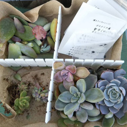 レアサボテンコレクション・マミラリア属・ピコモンストinわけけのお店