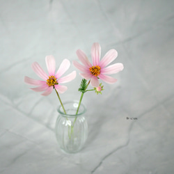 再販＞枯れないマーガレット 5本セット Grand ✿クレイフラワーNO.M5