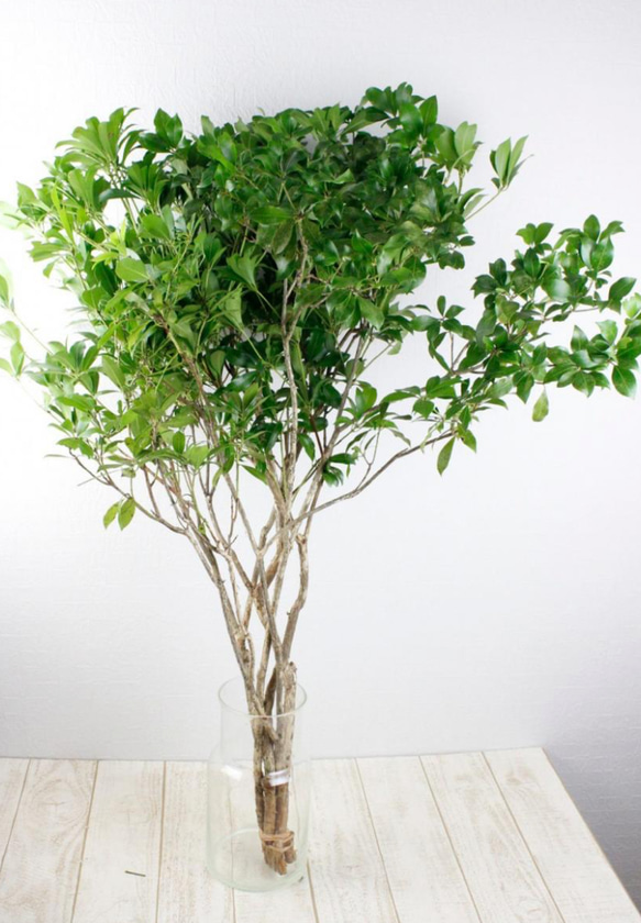 山採り厳選。流れ枝アセビ。 天然アセビ切り枝 約90センチ3本送料全国一律1000円‼️ スワッグ hisa