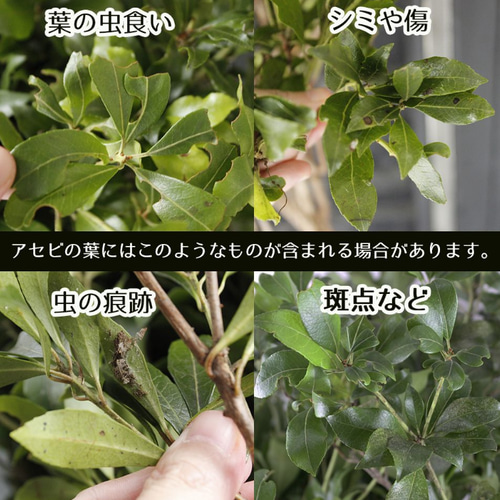 流れるような。。天然アセビ。