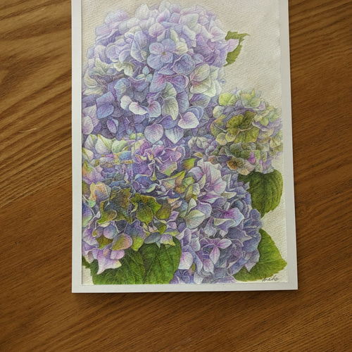 紫陽花　絵 今年の紫陽花スケッチ【鶴見緑地せせらぎエリアにて】 : 水彩的